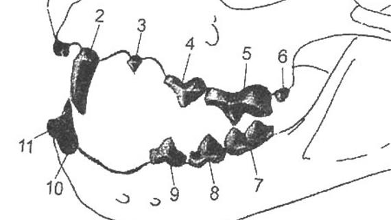 Зубная карта собаки