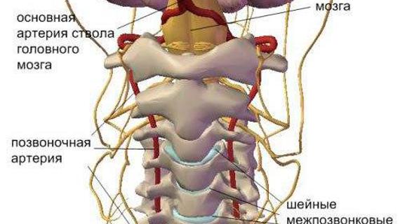 Грыжа шейного отдела давление. Кальциноз позвоночных артерий. Ветви позвоночной артерии. Синдром позвоночной артерии. Синдром позвоночной артерии и панические атаки.